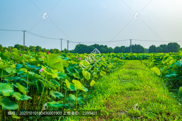 上海嘉北郊野公園荷塘荷花荷葉
