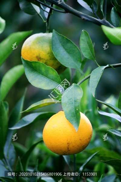農(nóng)家蜜桔