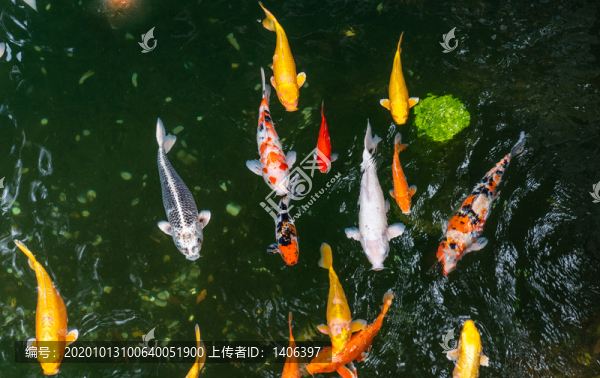 錦鯉魚