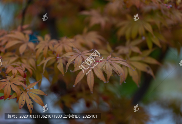 秋天的紅葉