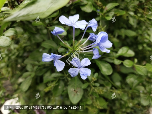 藍花丹花