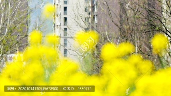 嫩黃的初春