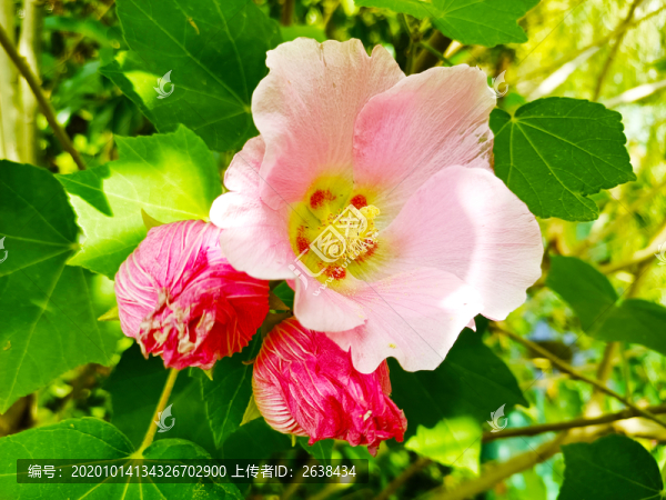 花卉木芙蓉