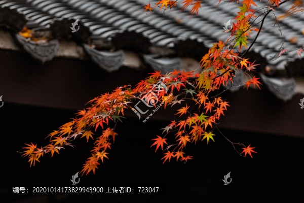曲院風(fēng)荷秋色