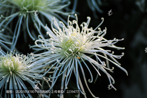白菊花