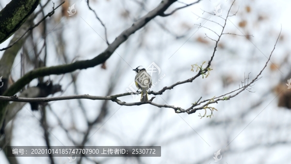 白頭鵯