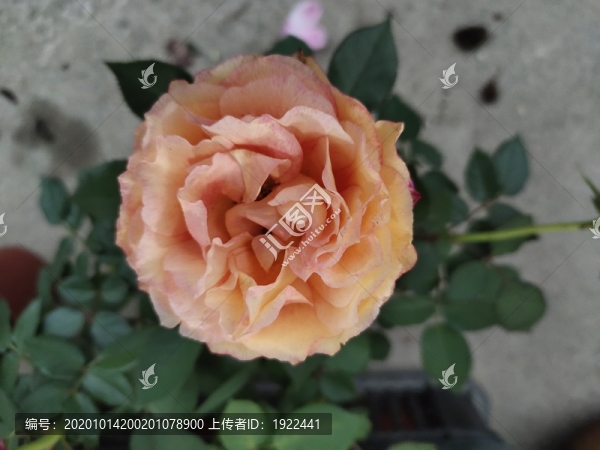 玫瑰花與綠葉特寫