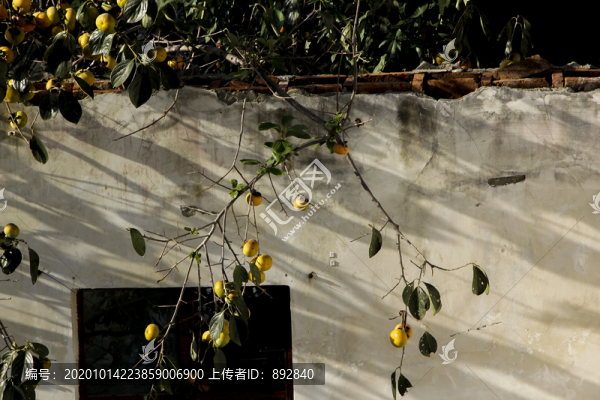 柿子樹