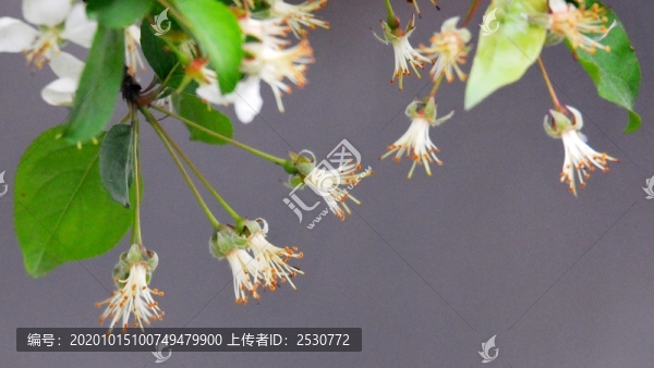 垂絲海棠