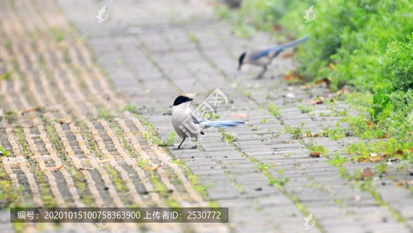 灰喜鵲