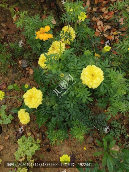 西番菊