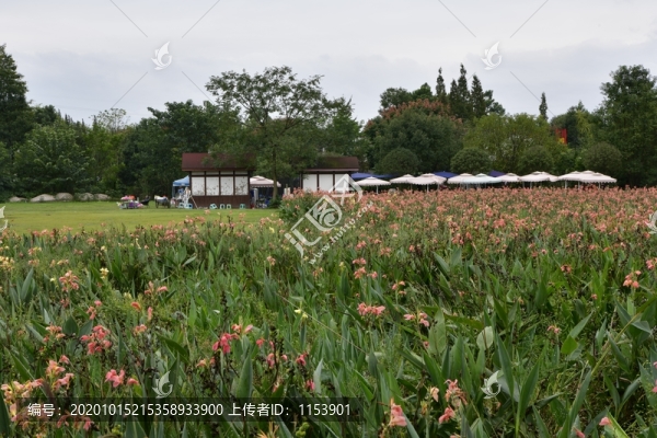 青桿樹村