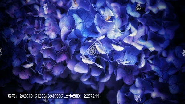 繡球花
