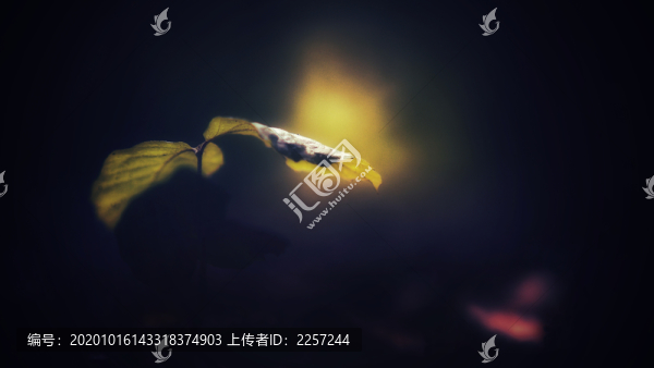 枝葉特寫