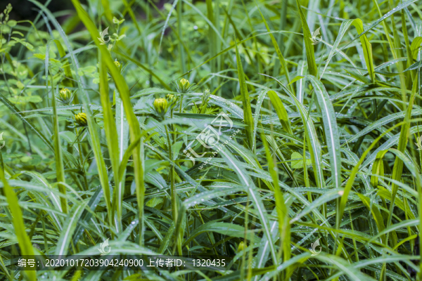 青草