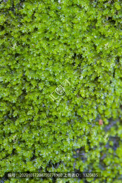 植物枝葉