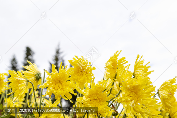 菊花