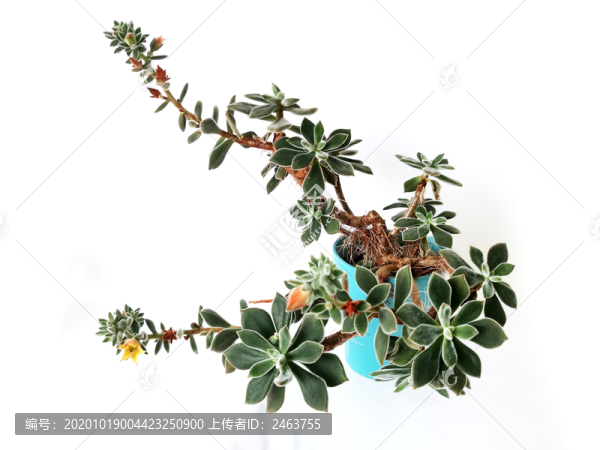 多肉植物