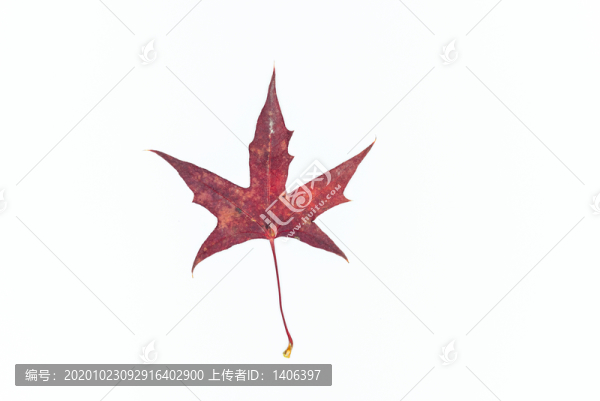 紅楓葉素材