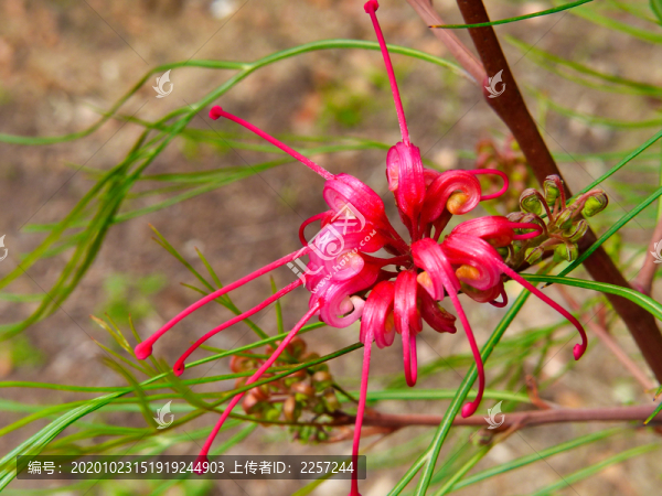 紅花銀樺