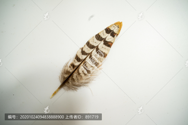 大雁羽毛