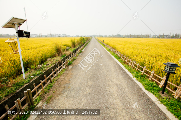 稻田