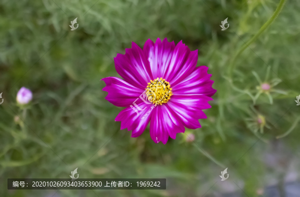 格?；? title=