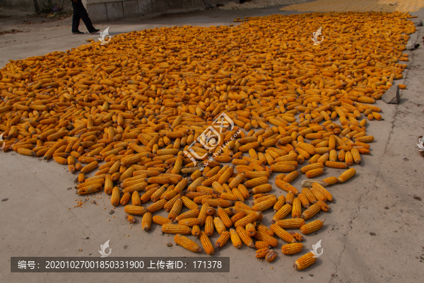 玉米
