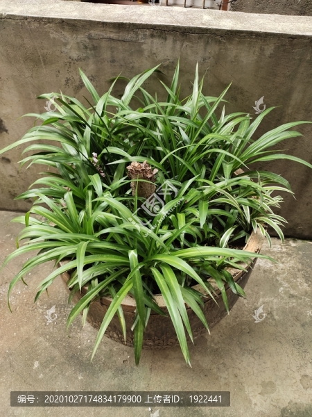 綠植