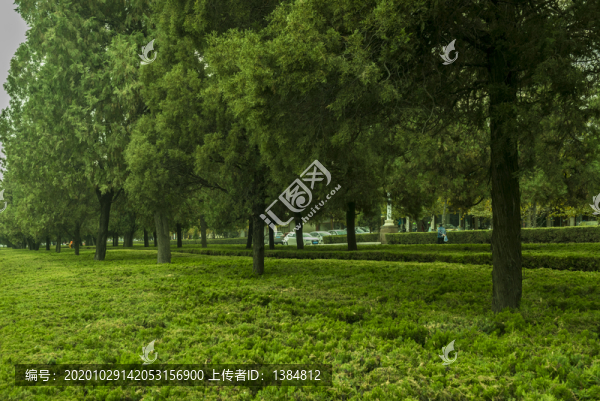 曲阜孔廟樹(shù)木古樹(shù)