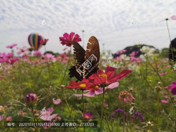 蝶戀花