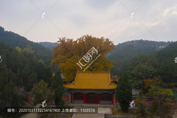 航拍濟(jì)南淌豆寺銀杏059