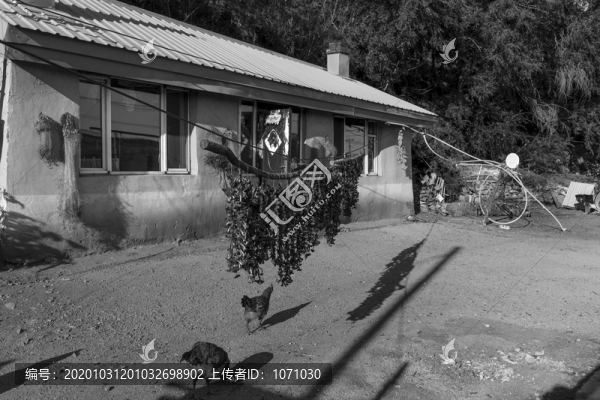 晾曬蘑菇