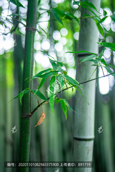 竹枝