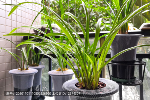 陽臺盆栽蘭花建蘭