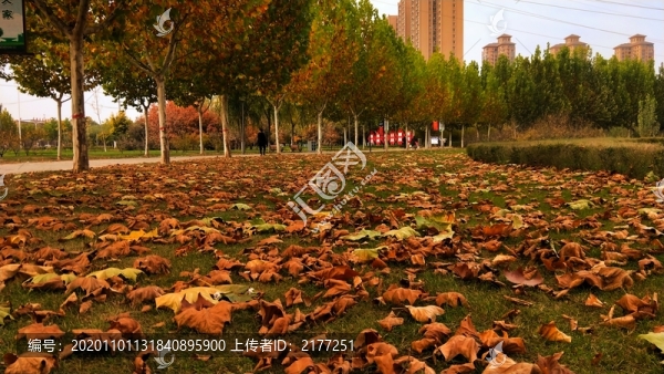 滿地盡帶黃金甲