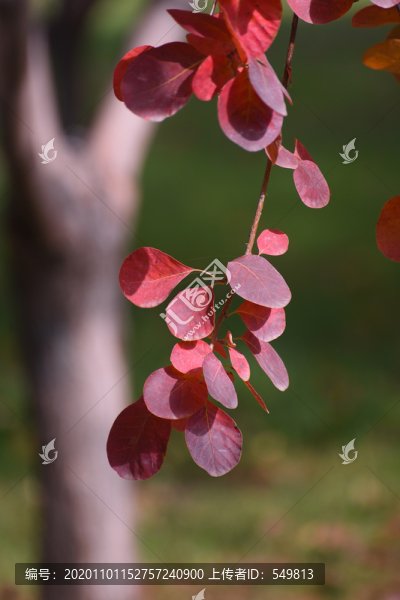 紅葉