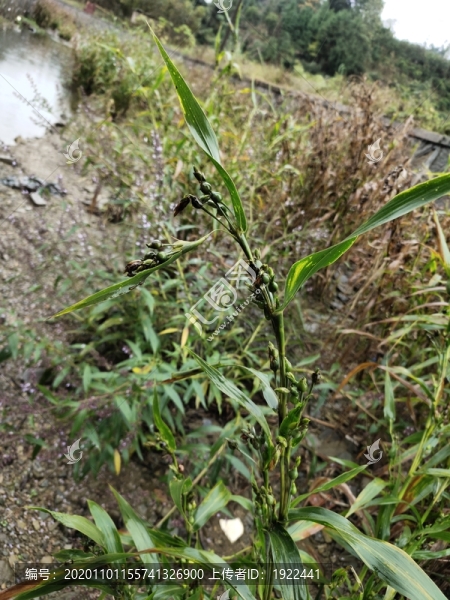 薏仁