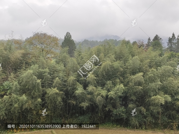 竹林