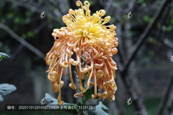 菊花