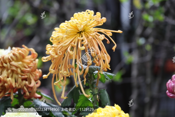 菊花