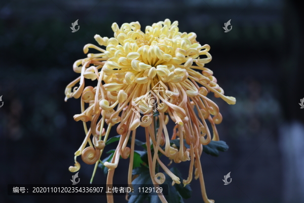 菊花