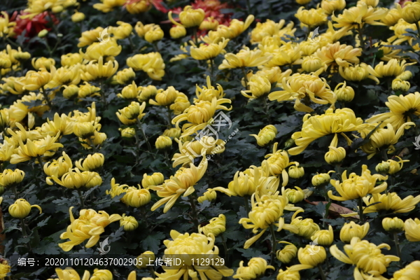 菊花