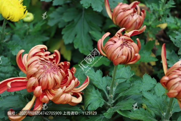 菊花