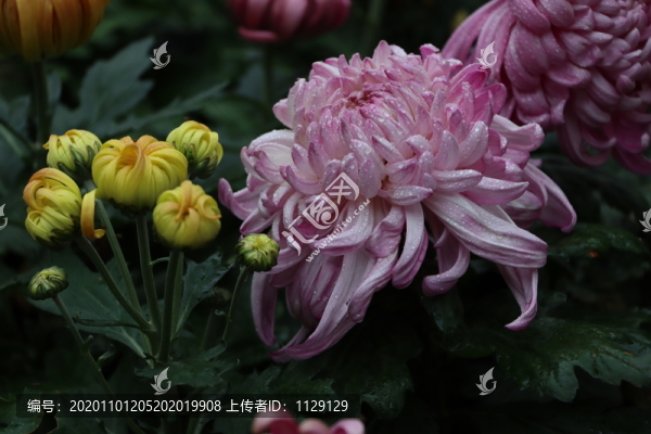 菊花