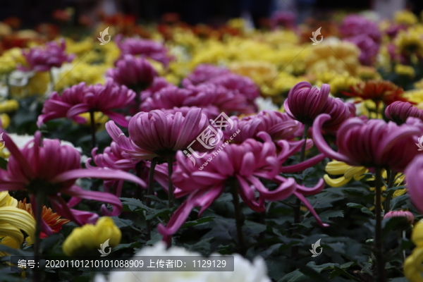 菊花