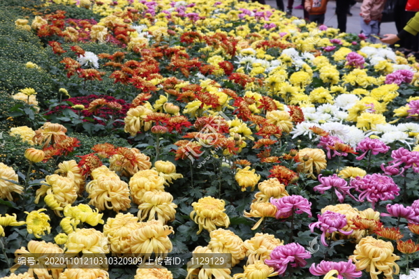 菊花