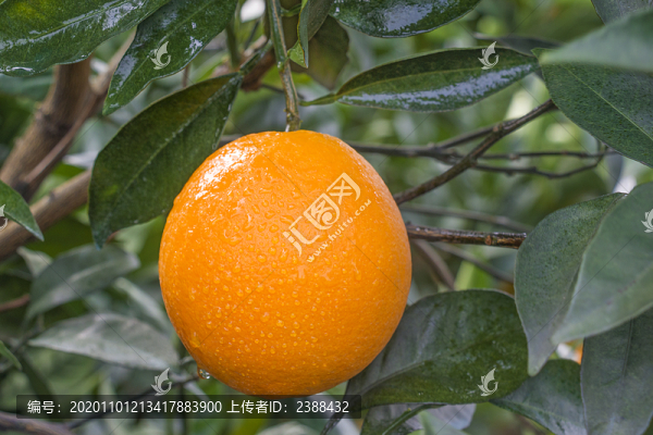 臍橙