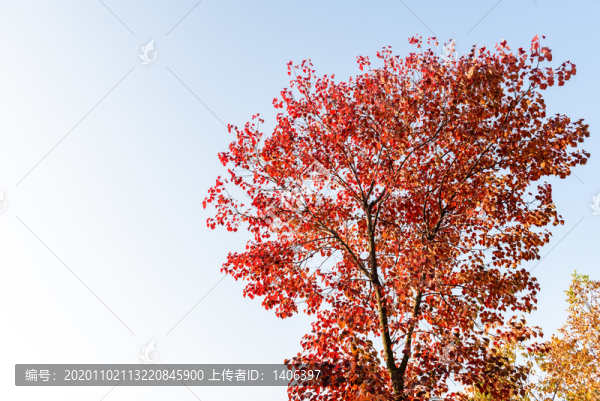 秋天的紅葉