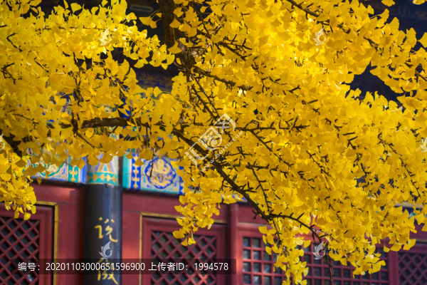 銀杏